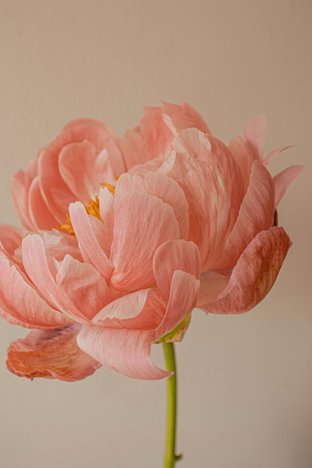 VOGUE金九单人封面 95花集体缺席引发关注